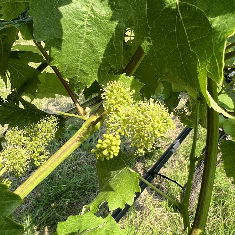 Flowering Season